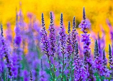 《Livingmare Cold Calls》PC试玩发布 面部识别应用恐怖探索